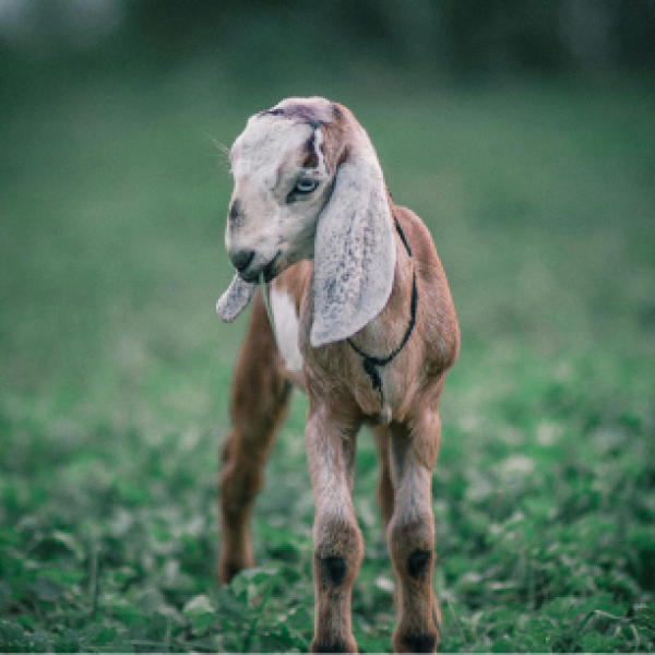 Goatie McGoatface