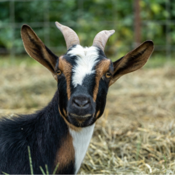 Goatie McGoatface