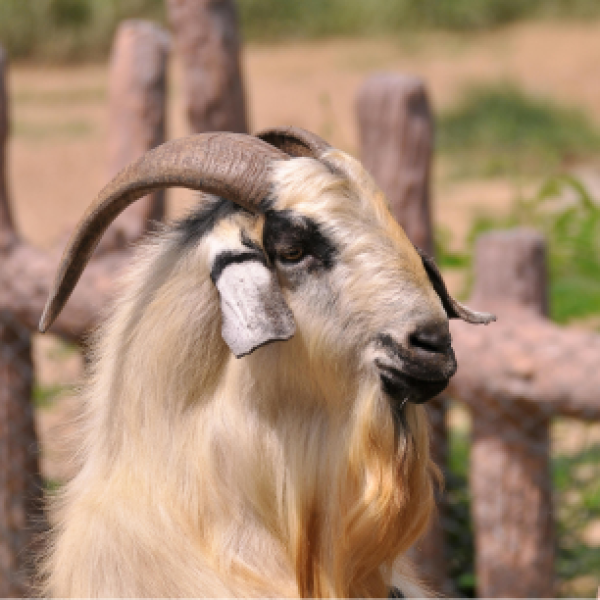 Goatie McGoatface