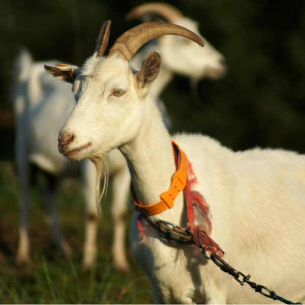 Goatie McGoatface