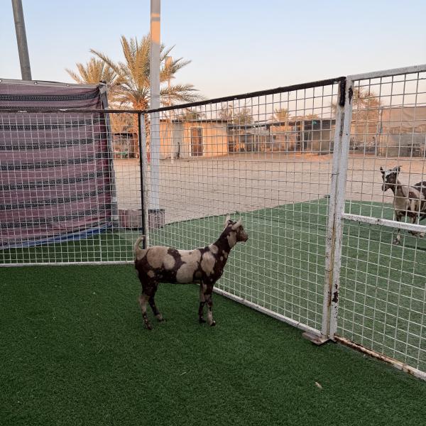 سندره