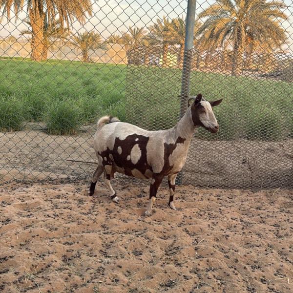 بنت ولد خيال