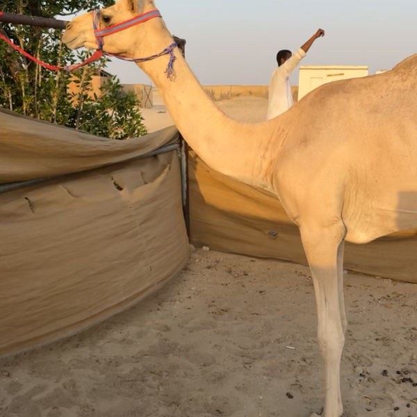 بنت كفو