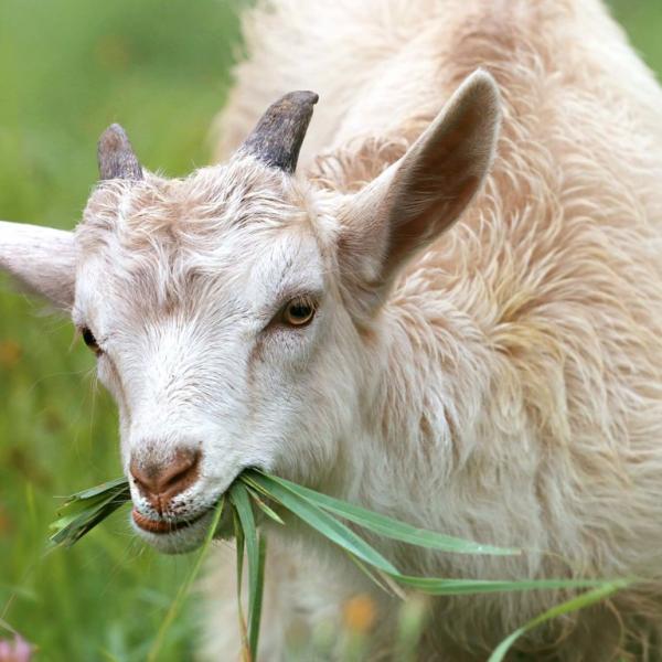 test goat 3