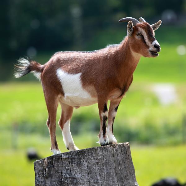 test goat 4